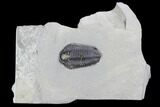 Calymene Niagarensis Trilobite - New York #99034-1